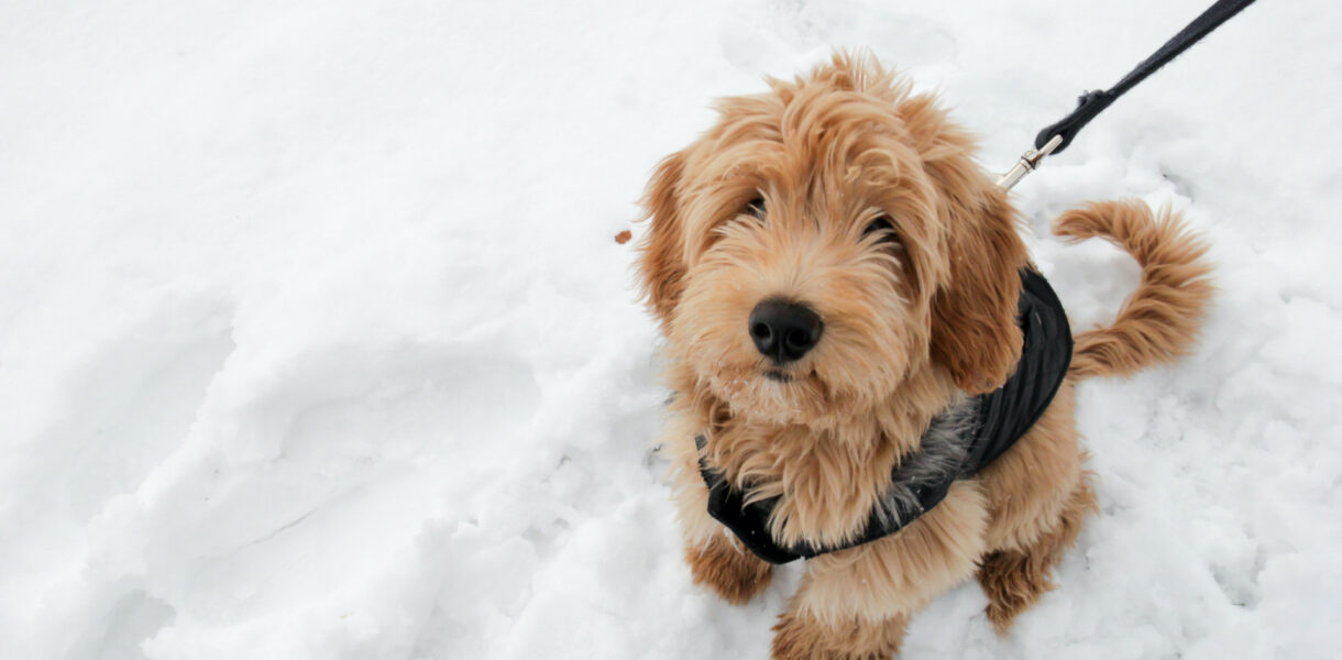 Ein Hund sitzt im Schnee