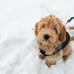 Ein Hund sitzt im Schnee