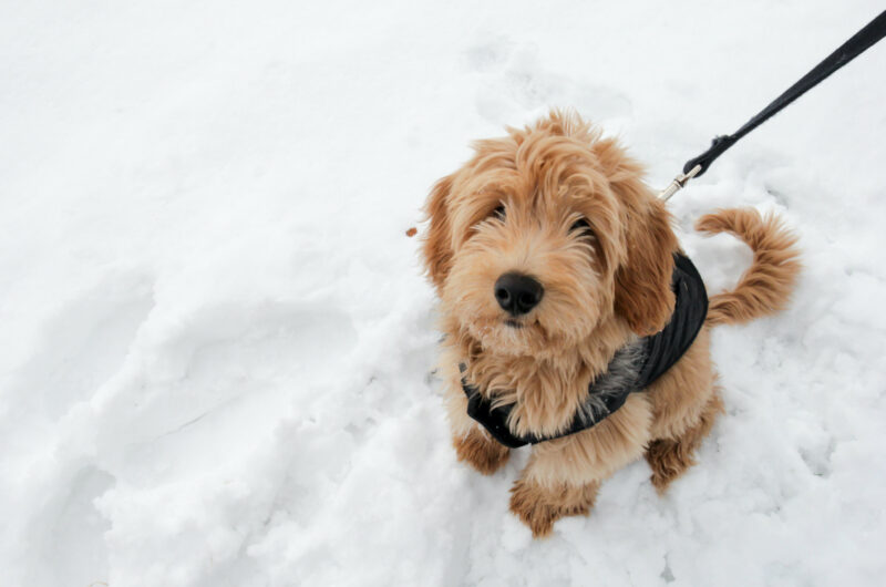 Ein Hund sitzt im Schnee