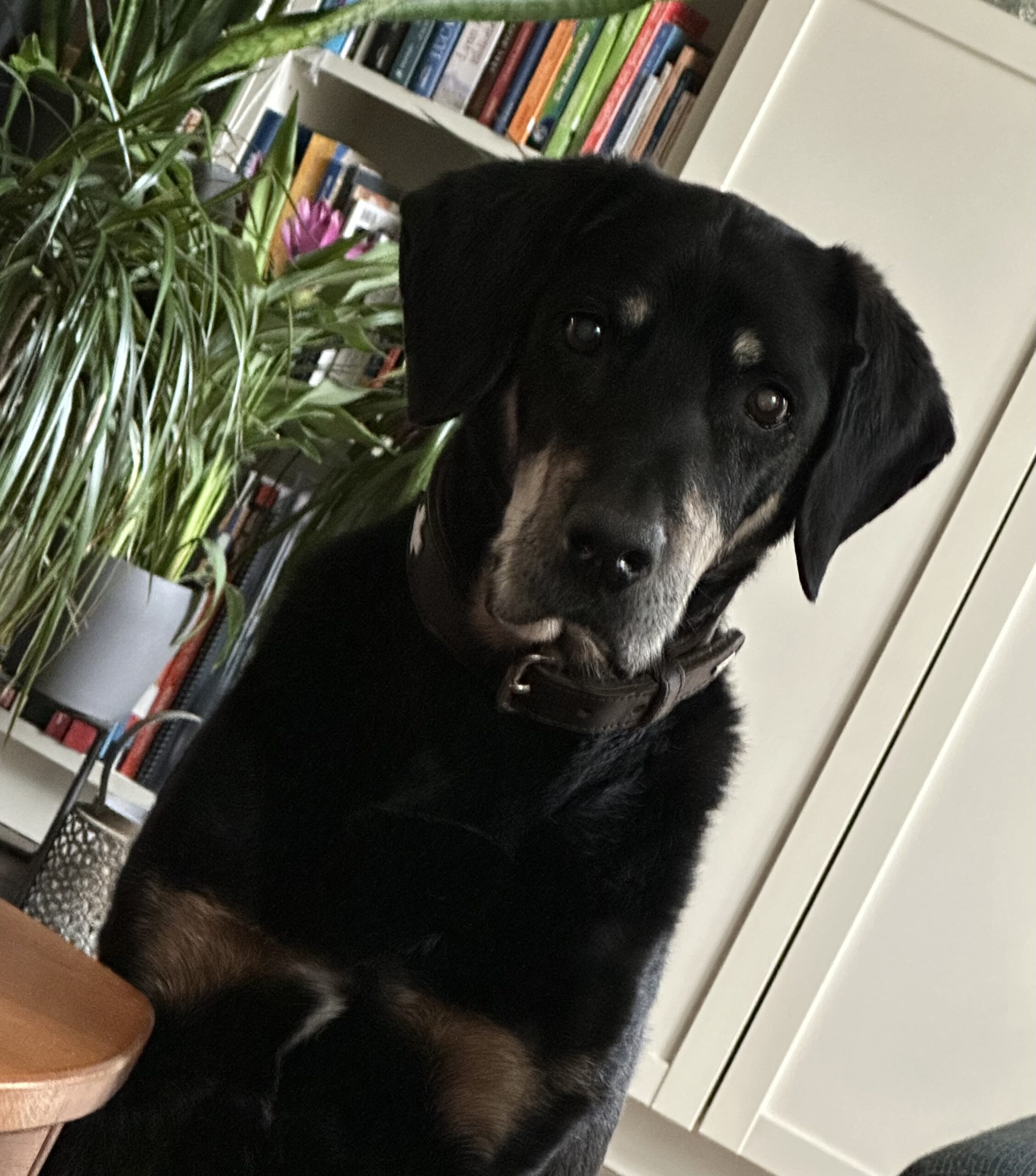 Tibor, der Hund von Nicolai Hammer
