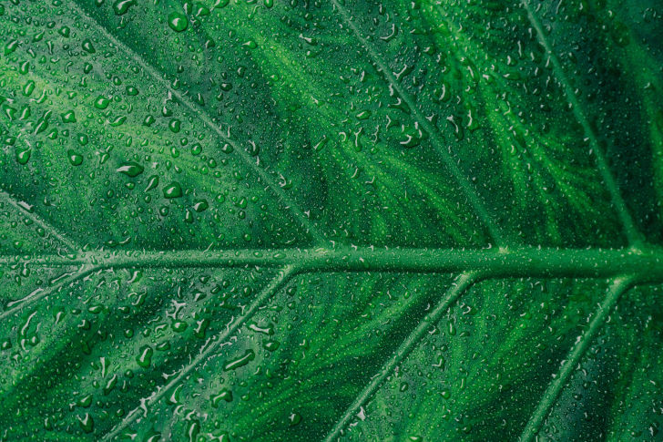 grünes Blatt mit Wassertropfen darauf