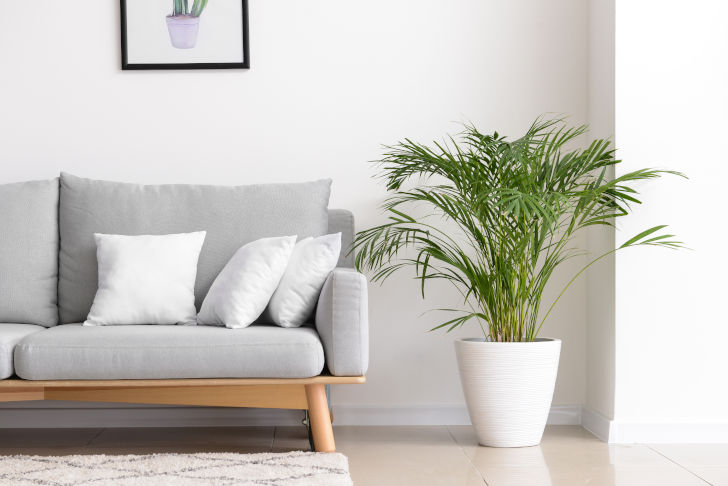 Sofa mit Grünpflanze