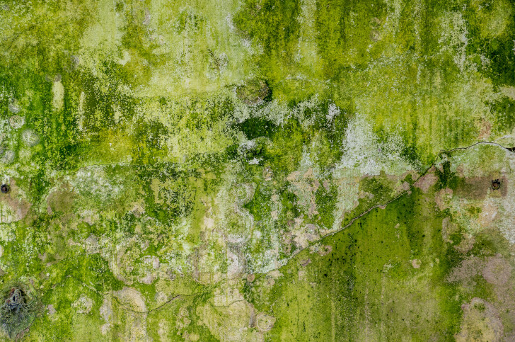 Wand von grünen Algen befallen