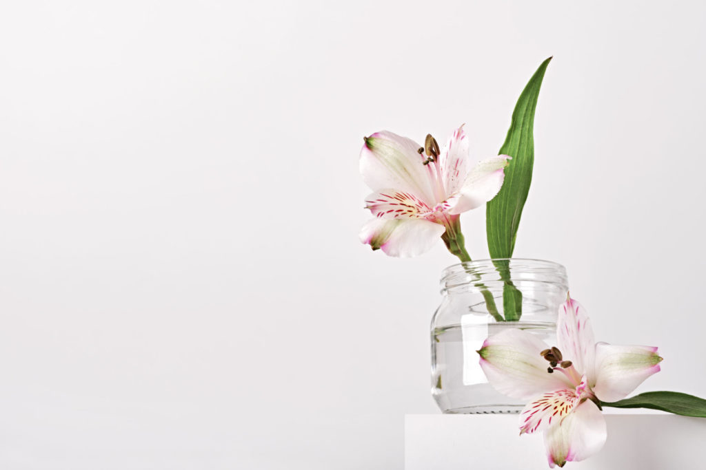 Hibiskus Pflanze in Wasserglas