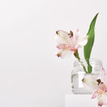 Hibiskus Pflanze in Wasserglas