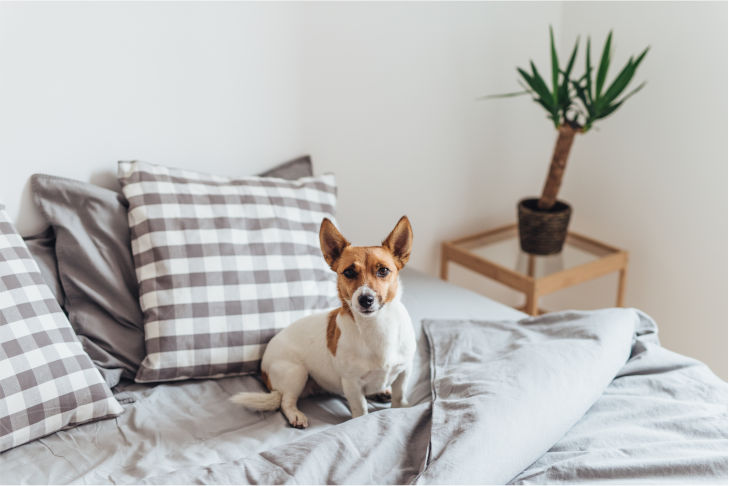 Ein Hund sitzt auf dem Bett