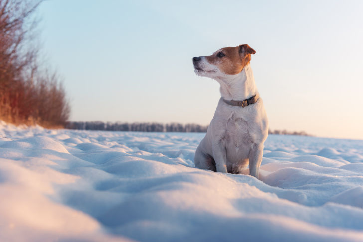 Hund im Schnee