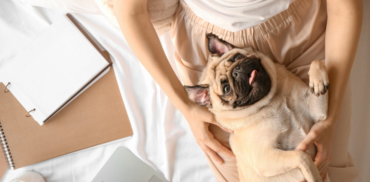 Ein Mops liegt auf dem Schoß einer Frau