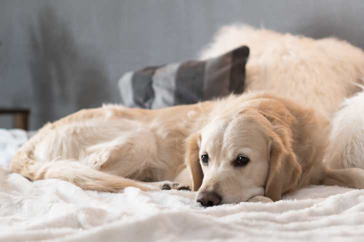 beigefarbener Hund liegt eingekuschelt im Bett