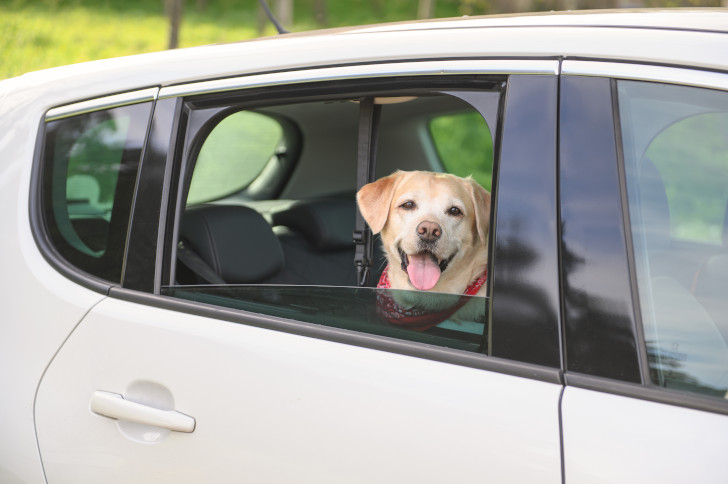 weißer Labrador mit einem roten Halstuch sitzt, in einem silberfarbenen Auto auf der Rückbank