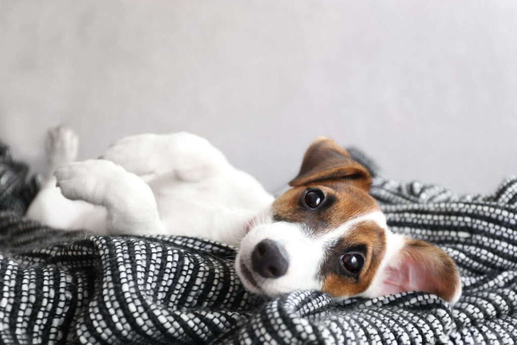 weiß brauner Hund liegt auf dem Rücken im Bett