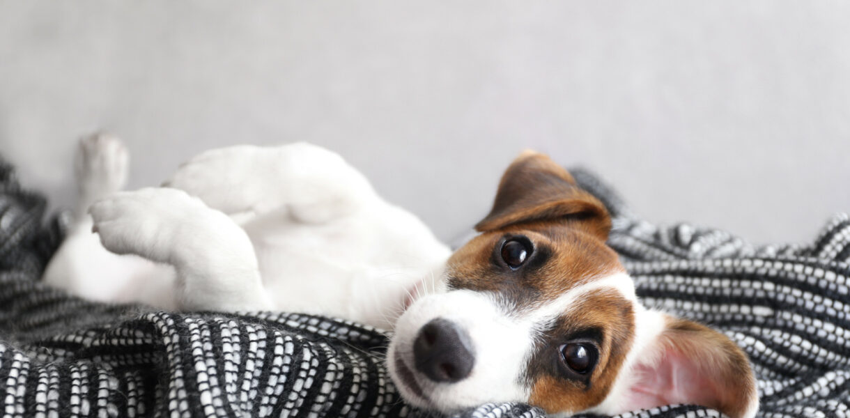 weiß brauner Hund liegt auf dem Rücken im Bett