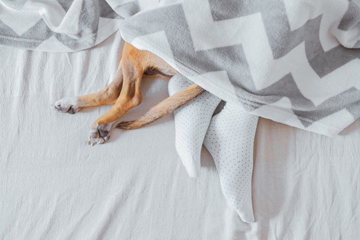 Hundepfoten und Füße unter der Bettdecke