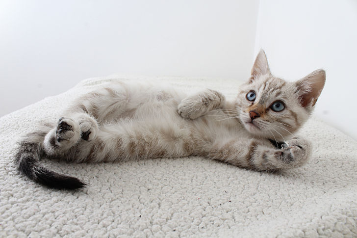 eine Katze liegt auf einem weißen Teppich