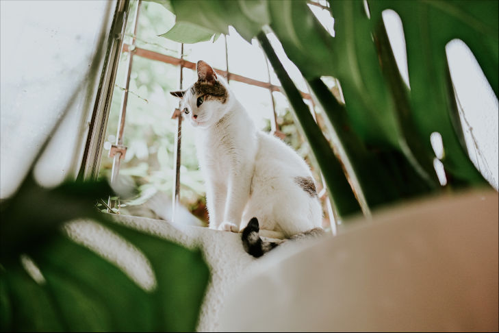 Katze auf dem Fensterbrett im Vordergrund ist eine Pflanze
