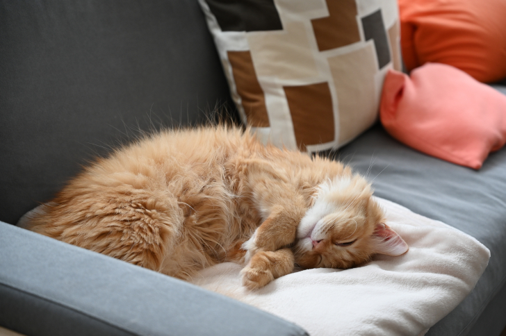 Eine Katze liegt zufrieden auf einem Sofa