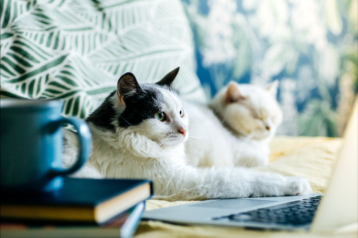 Zwei Katzen im Bett am Laptop