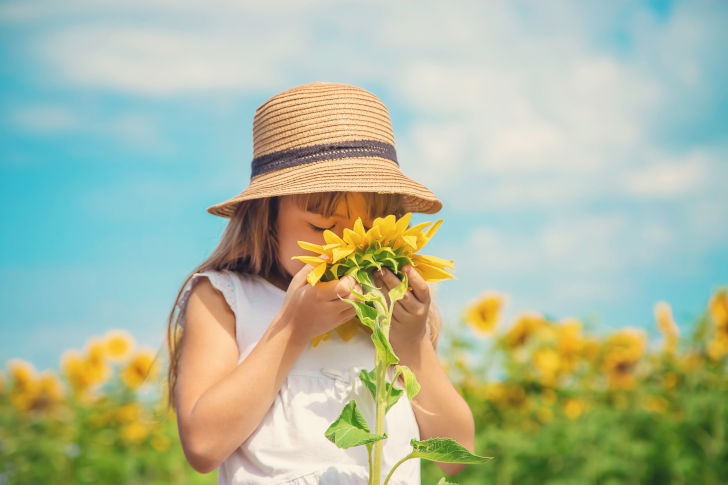 Kind riecht an einer Sonnenblume