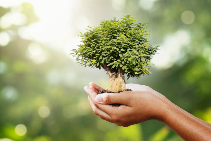 kleiner Baum wird in der Hand gehalten