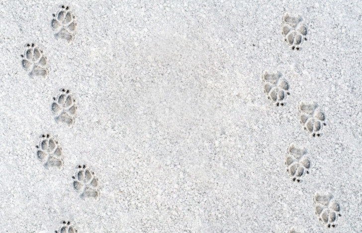 Tierpfoten Abdrücke im Schnee