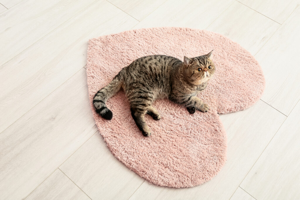 Eine gestreifte Katze auf einem herzförmigen Teppich