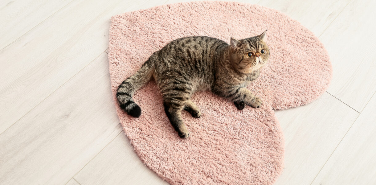 Eine gestreifte Katze auf einem herzförmigen Teppich