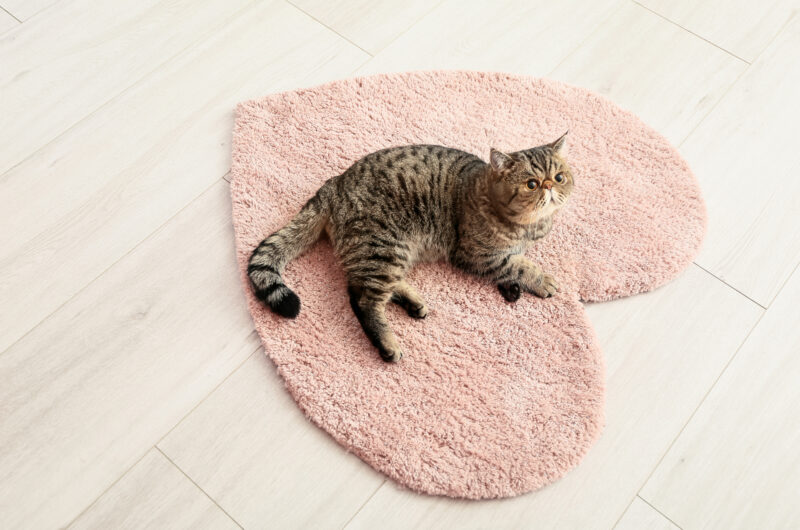 Eine gestreifte Katze auf einem herzförmigen Teppich