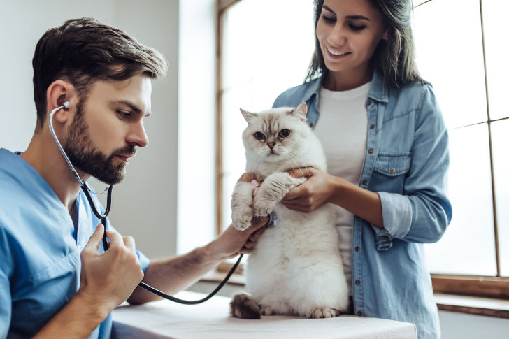 Eine Katze beim Tierarzt