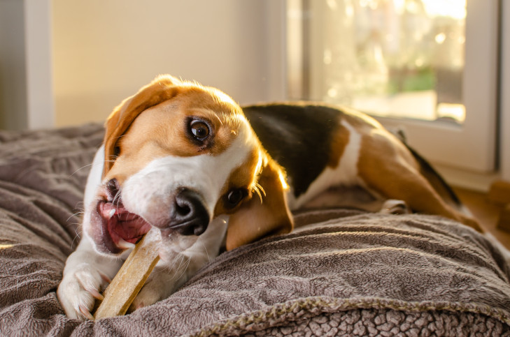 Ein Hund (Beagle) frisst im Bett einen Knochen