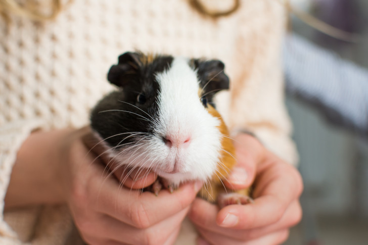 Schwarz weiß braunes Meerschweinchen auf dem Arm einer Frau