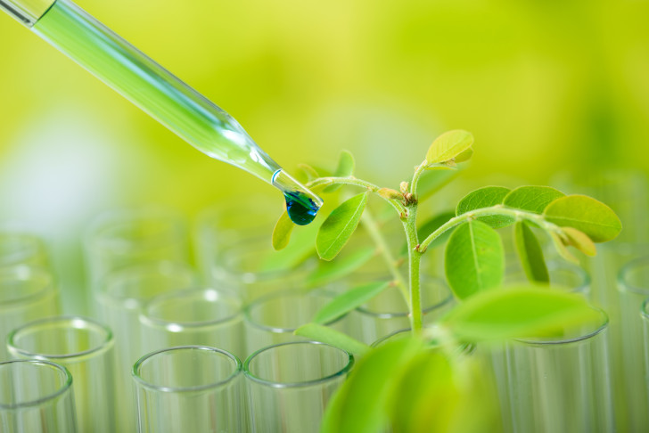 Grüne Flüssigkeit wird in ein Reagenzglas gefüllt