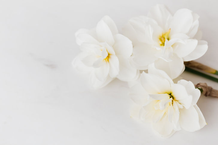Weiße Blüten auf dem Tisch