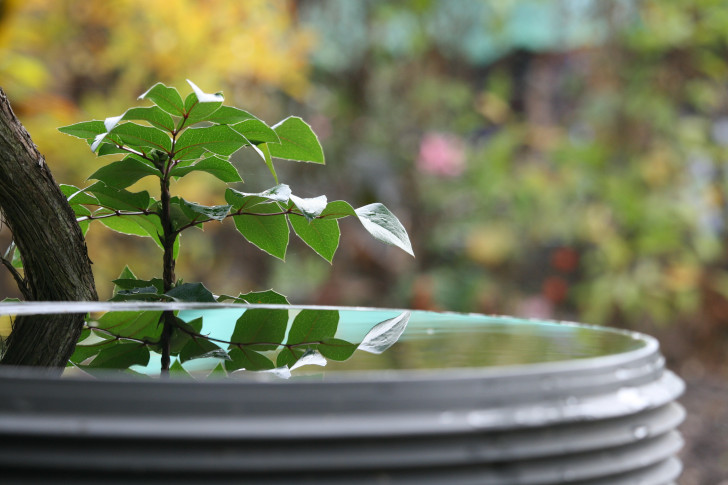 Regenwasserfass gefüllt mit Regenwasser daneben wächst eine Pflanze
