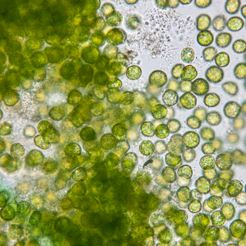 Mikroskop Ansicht von Chlorophyll