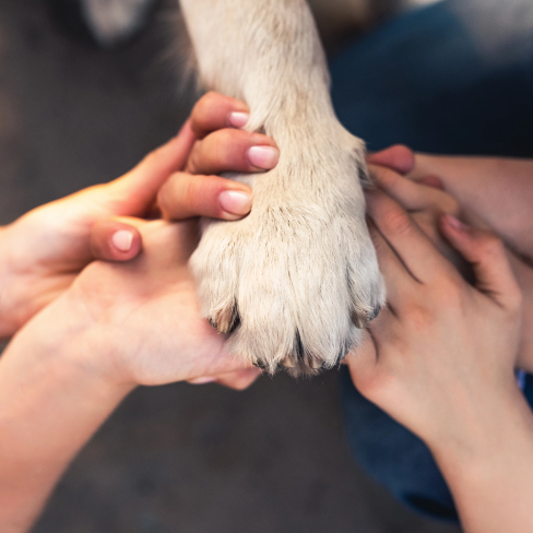 Hände halten eine Hundepfote