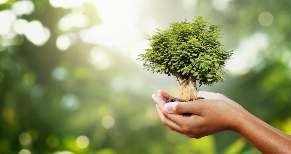 kleiner Baum wird in den Händen gehalten