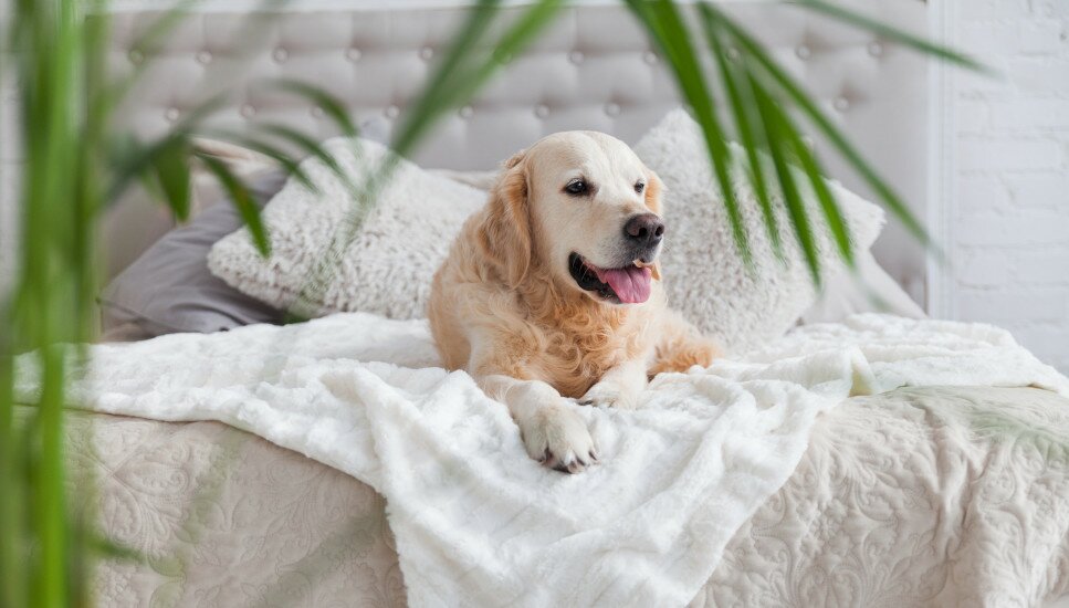 Labrador liegt auf dem Bett.