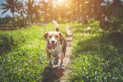 Hund rennt über einen Waldweg