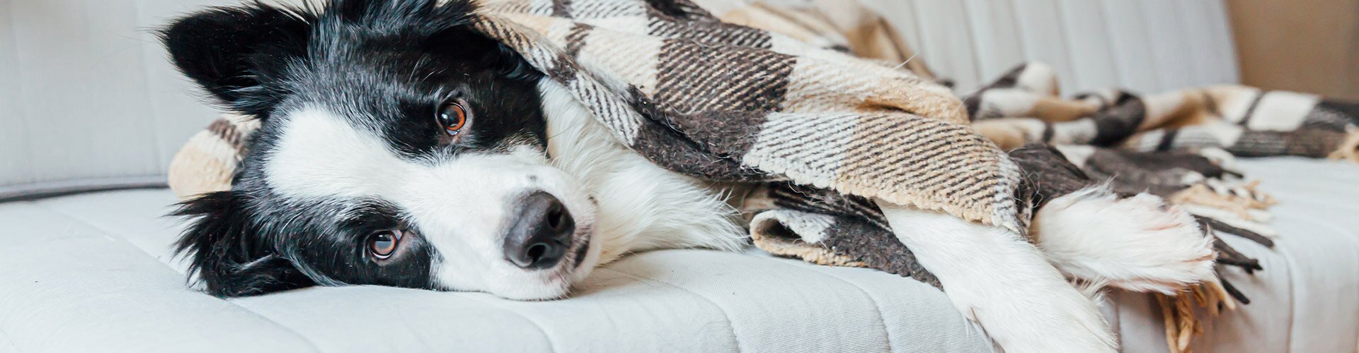 ein Hund liegt zugedeckt auf dem Sofa