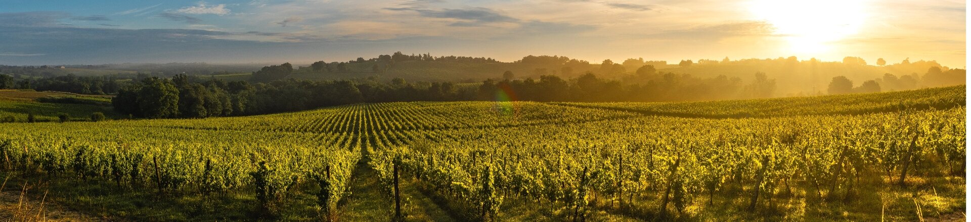 Weinberge und im Hintergrund sieht man die Sonne untergehen