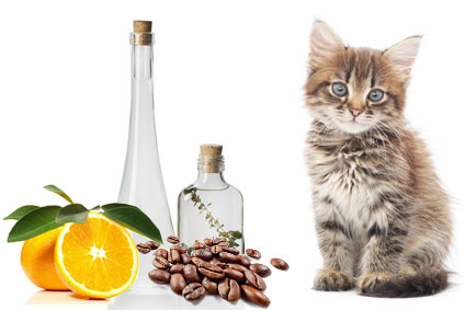 Katzenurin mit Hausmittel entfernen